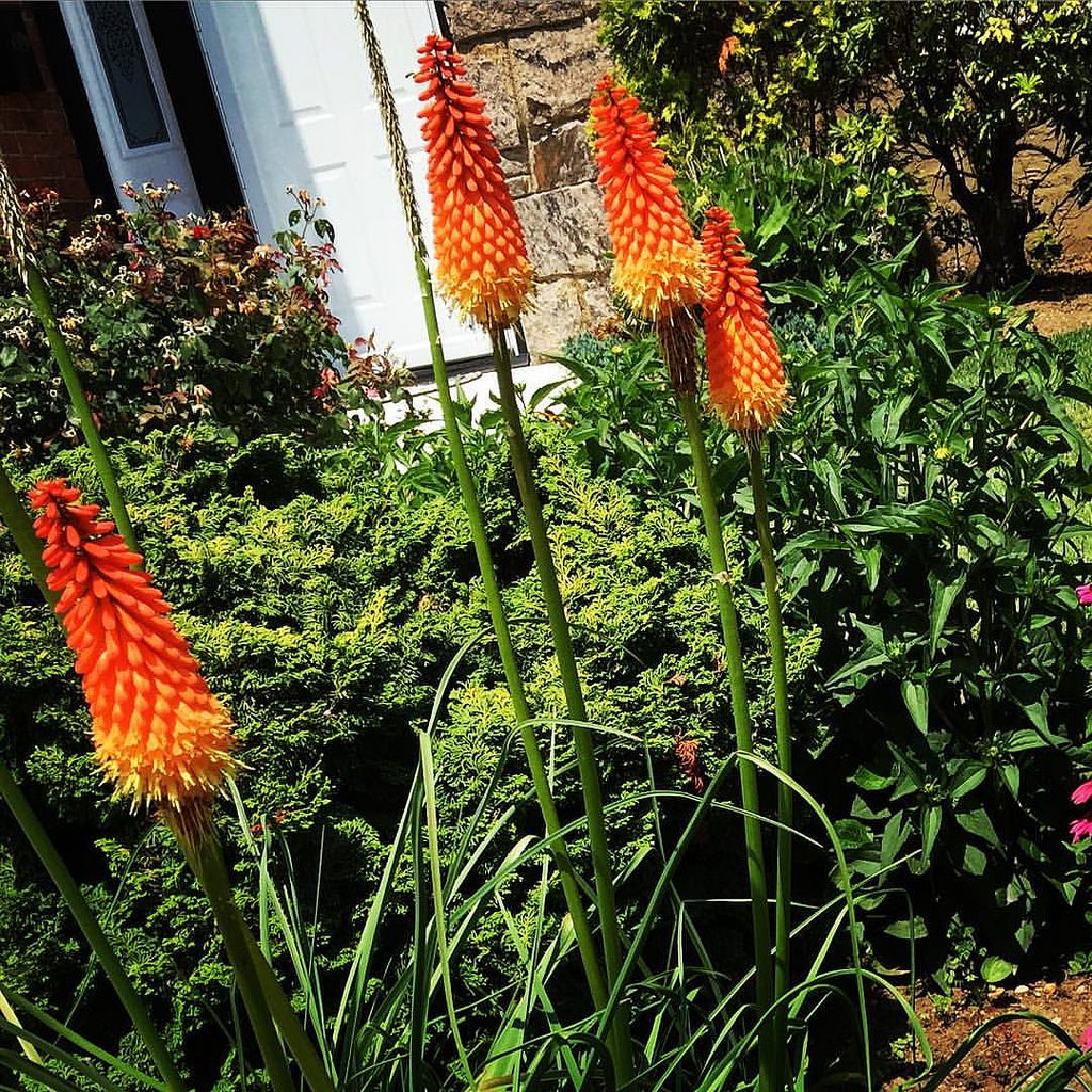 TRYTOMA ROYAL- KOLOROWE MACZUGI-KNIPHOFIA - obrazek 2