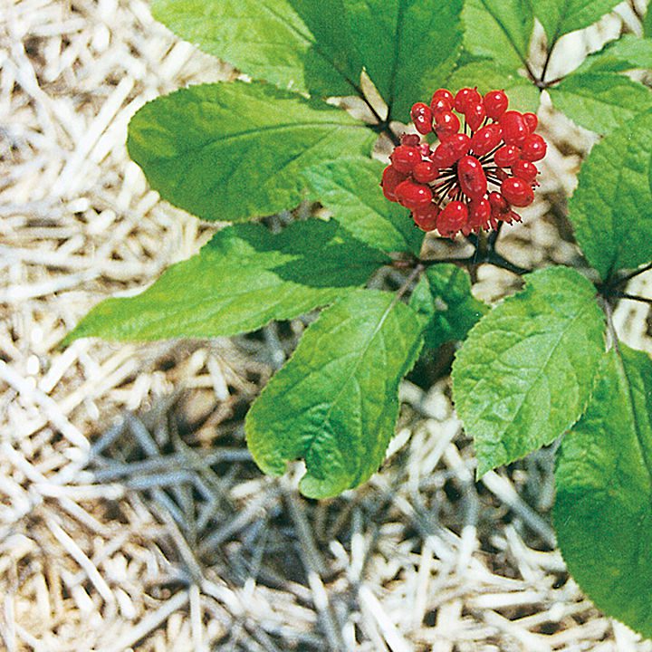 WALKA ZE STRESEM - ŻEŃSZEŃ CHIŃSKI- PANAX GINSENG - obrazek 2