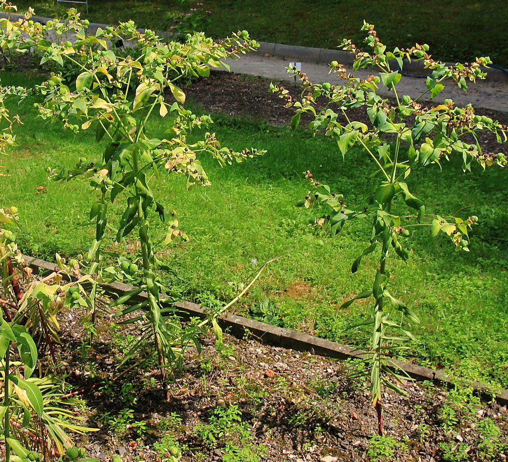 WILCZOMLECZ GROSZKOWY - EUPHORBIA LATHYRIS- anty kret - obrazek 2