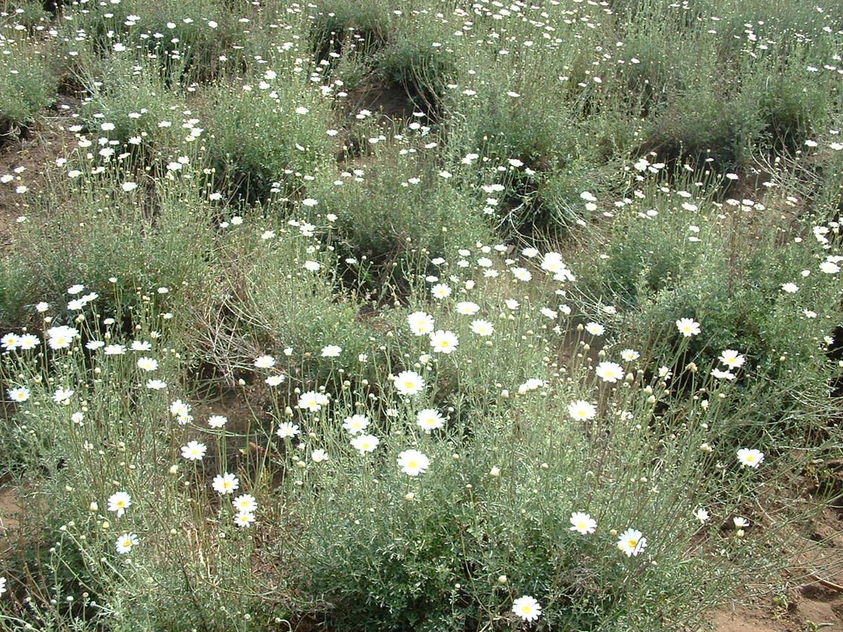 ZŁOCIEŃ DALMATYŃSKI - POGROMCA KOMARÓW i MRÓWEK W OGRODZIE - CHRYSANTHEMUM CINERARIIFOLIUM - obrazek 3