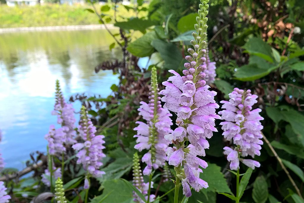 ODĘTKA RÓŻOWA BOUQUET ROSE - PHYSOSTEGIA VIRGINIANA - obrazek 2