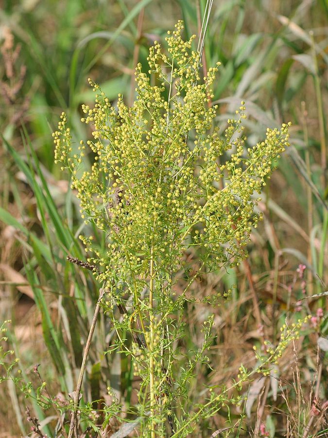 BYLICA ROCZNA - ANTYRAK,BORELIOZA - ARTEMISIA ANNUA - obrazek 2