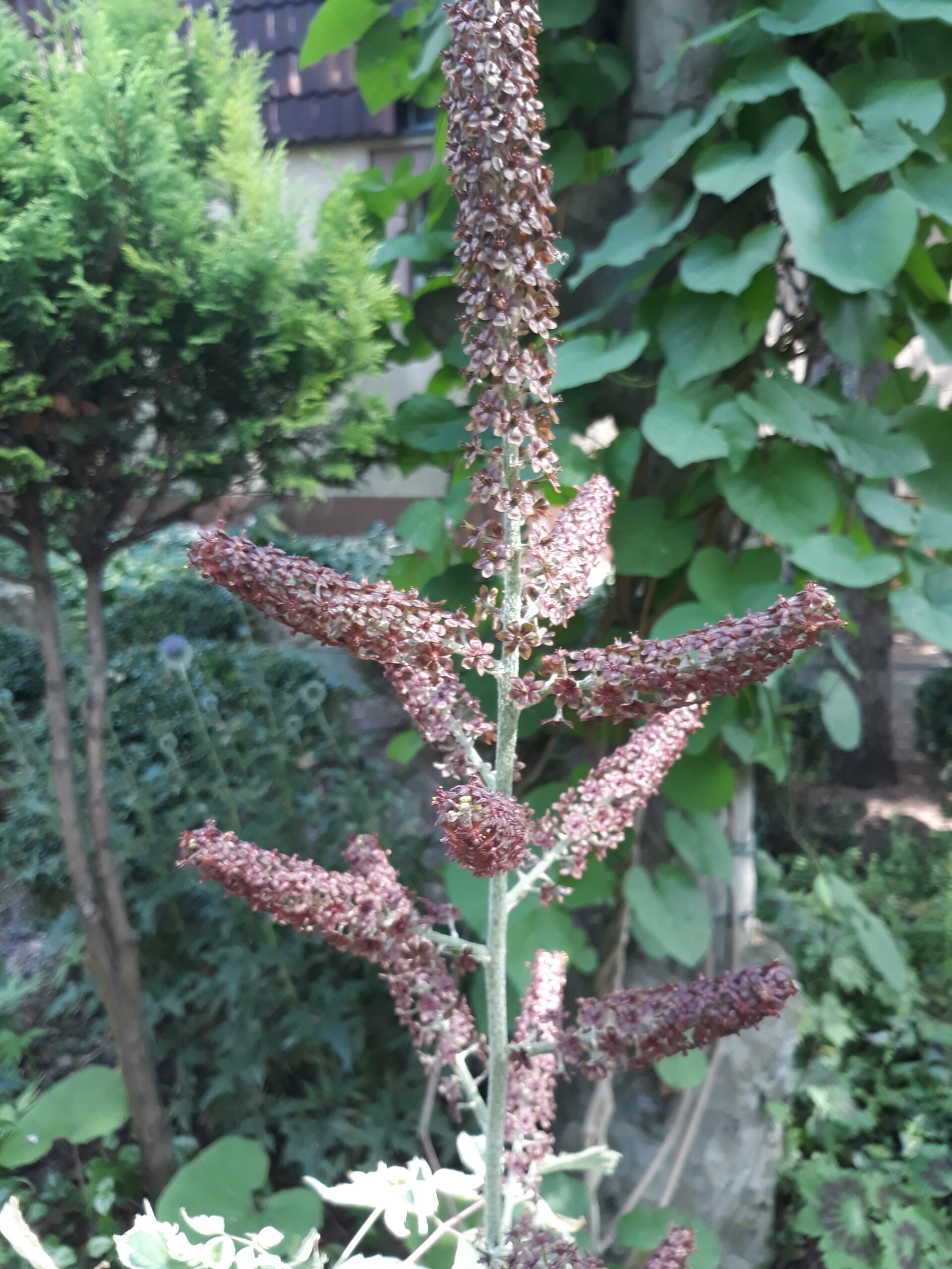 CIEMIĘŻYCA CZARNA - VERATRUM NIGRUM - obrazek 2