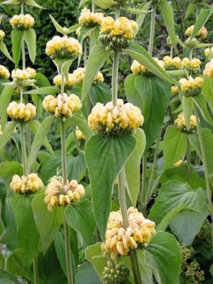 ŻELEŹNIAK ŻÓŁTY - PIĘTROWE KWIATY - PHLOMIS RUSSELIANA