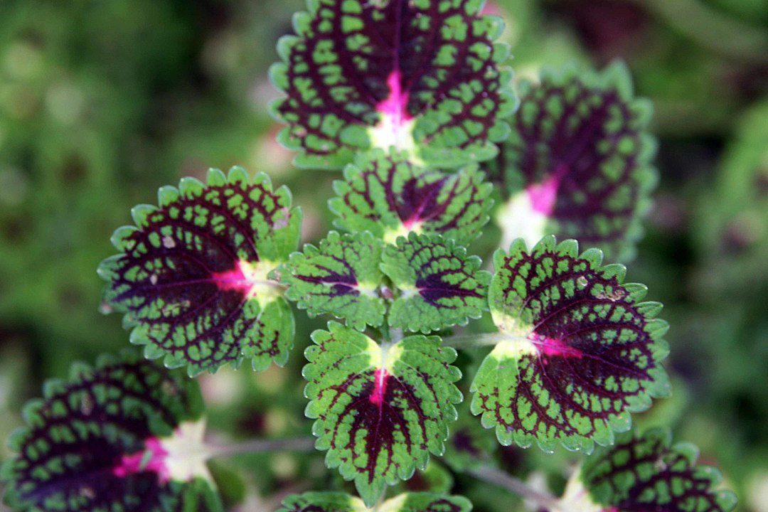 KOLEUS - POKRZYWKA BRAZYLIJSKA - MIX KOLORÓW - COLEUS - obrazek 3