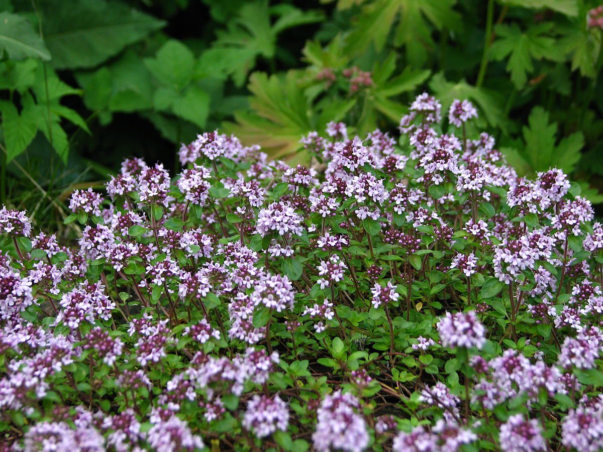 MACIERZANKA ZWYCZAJNA LECZNICZA – THYMUS PULEGOIDES - obrazek 3