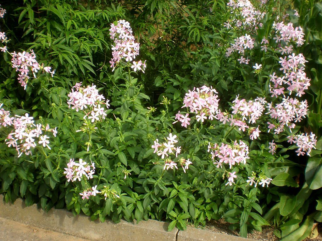 MYDLNICA LEKARSKA - SAPONARIA OFFICINALIS- NA PIĘKNE WŁOSY ! - obrazek 3