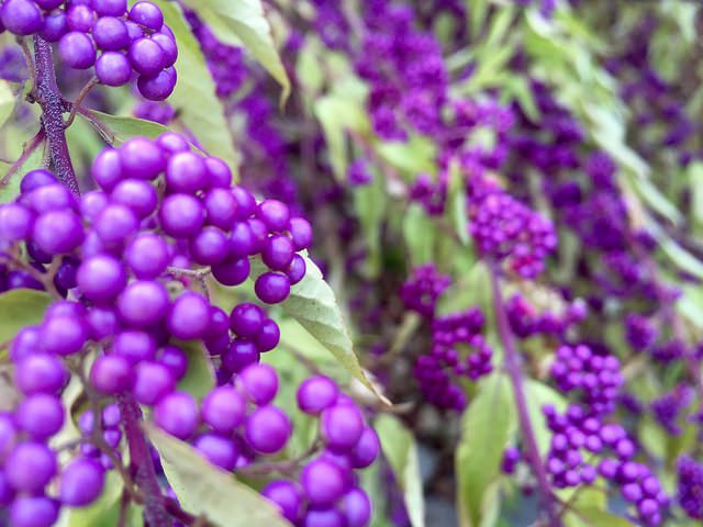 PIĘKNOTKA BODINIERA - KALIKARPA - CALLICARPA BODINIERI PROFUSION - obrazek 3