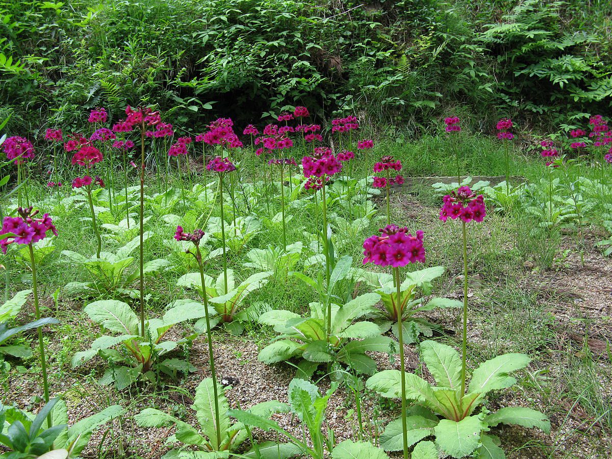 PIERWIOSNEK JAPOŃSKI - PRIMULA JAPONICA - obrazek 3