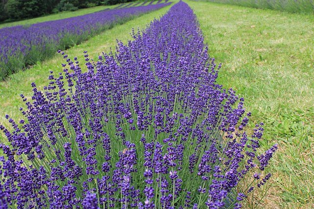 LAWENDA HIDCOTE BLUE - LAVANDULA ANGUSTIFOLIA - obrazek 3