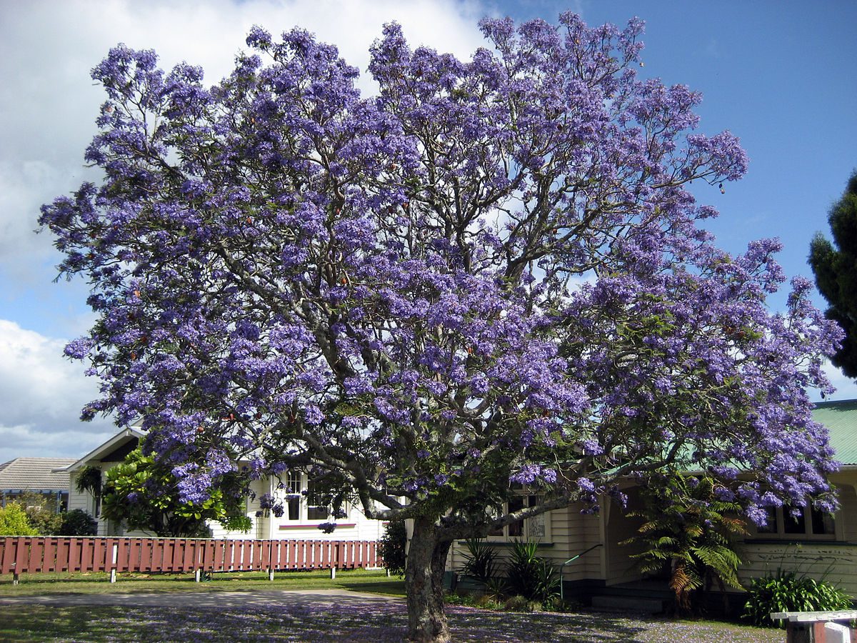 JAKARANDA - SZAFIROWE DRZEWKO RÓŻANE - JACARANDA - obrazek 3