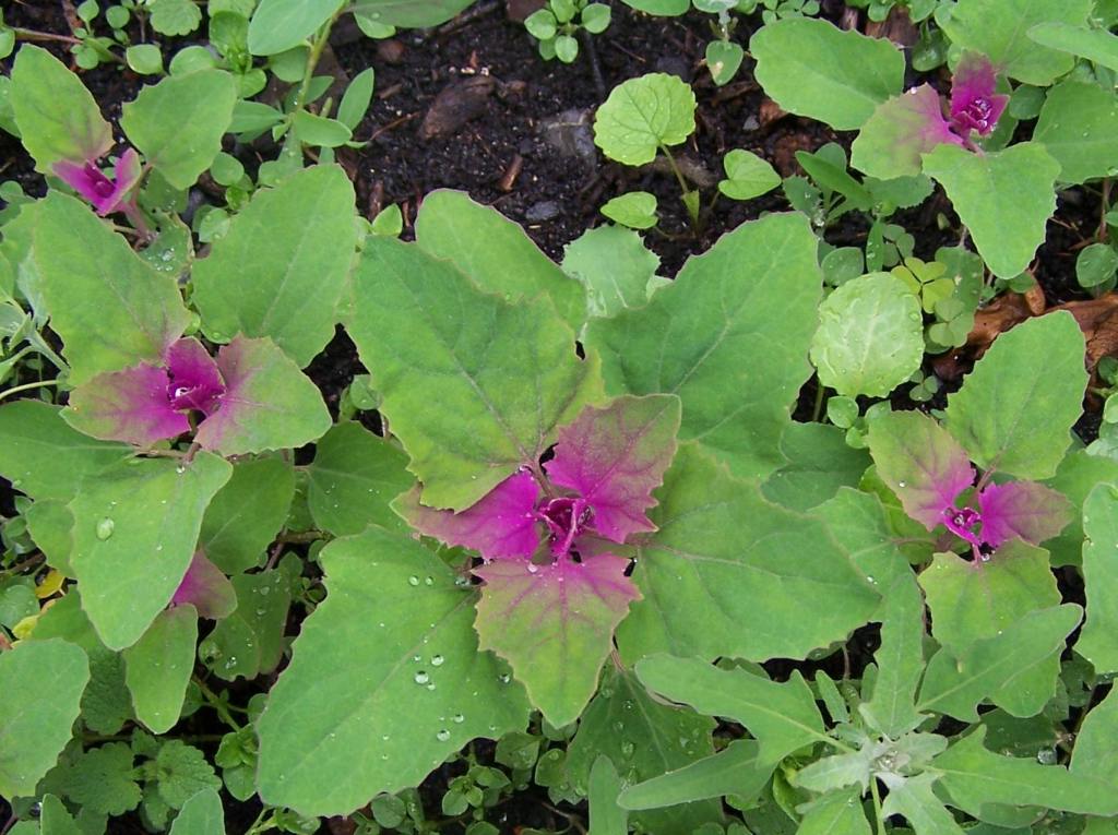 SZPINAK DRZEWIASTY - CHENOPODIUM GIGANTEUM - obrazek 3