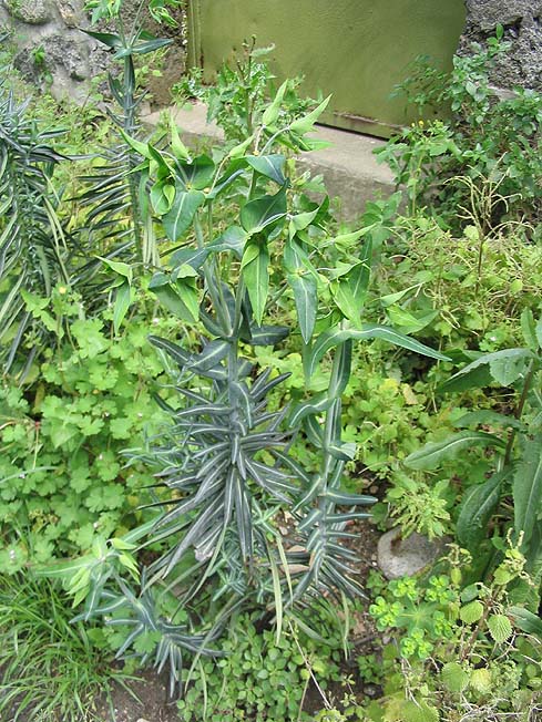 WILCZOMLECZ GROSZKOWY - EUPHORBIA LATHYRIS- anty kret - obrazek 3