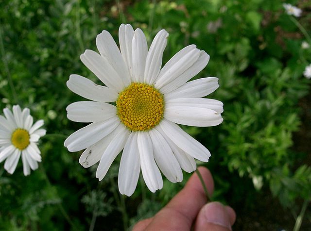 ZŁOCIEŃ DALMATYŃSKI - POGROMCA KOMARÓW i MRÓWEK W OGRODZIE - CHRYSANTHEMUM CINERARIIFOLIUM - obrazek 2