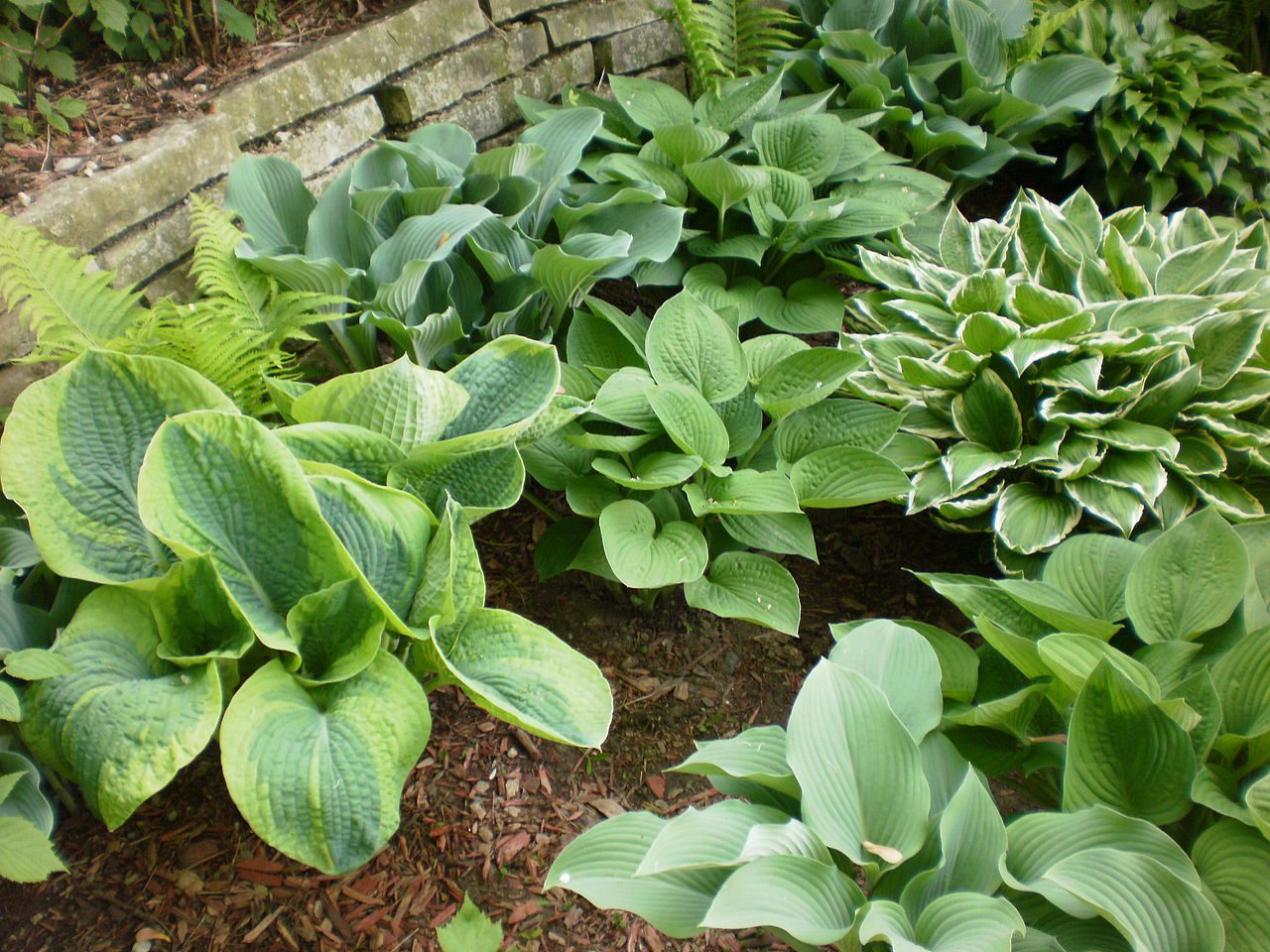 FUNKIE- KLEJNOTY CIENISTYCH RABAT - HOSTA - obrazek 2