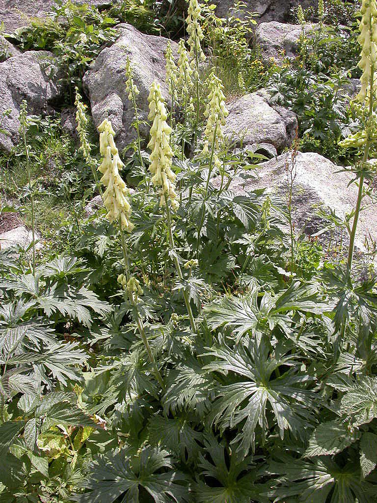 TOJAD ŻÓŁTY LISI - ODSTRASZACZ KRETÓW I NORNIC - ACONITUM LYCOCTONUM - obrazek 3