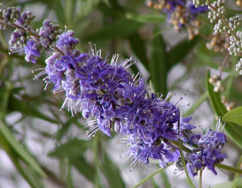NIEPOKALANEK KORZENNY - PIEPRZ MNISI - VITEX AGNUS CASTUS LATIFOLIA - obrazek 3