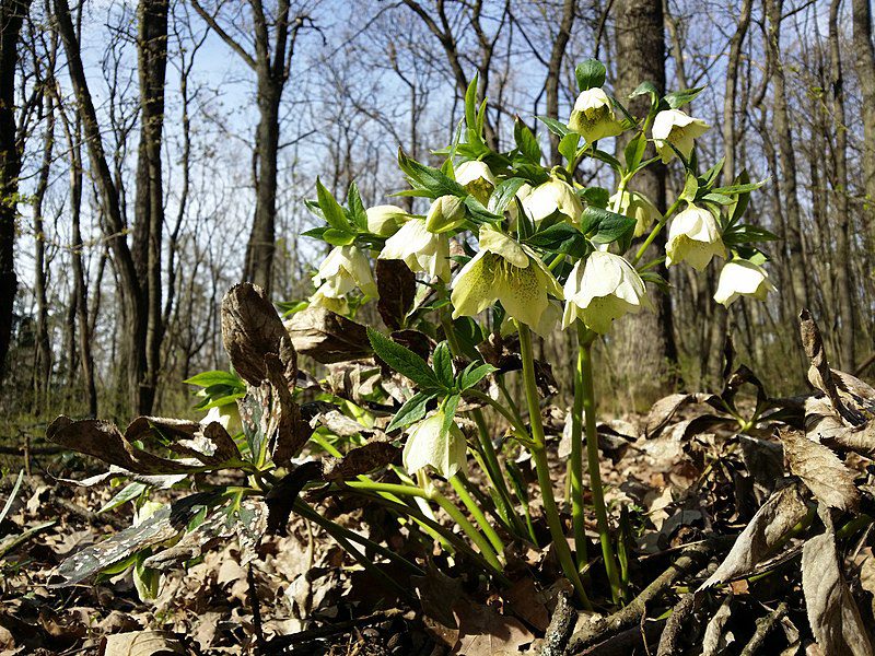 CIEMIERNIK WSCHODNI - HELLEBORUS ORIENTALIS - obrazek 3