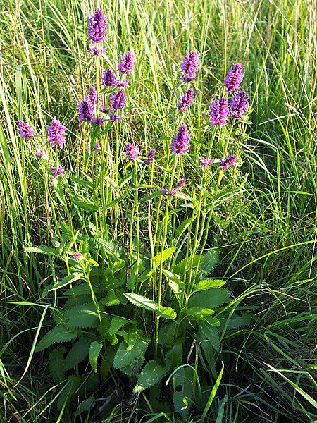 CZYŚCIEC LEKARSKI - BUKWICA - STACHYS OFFICINALIS - obrazek 3