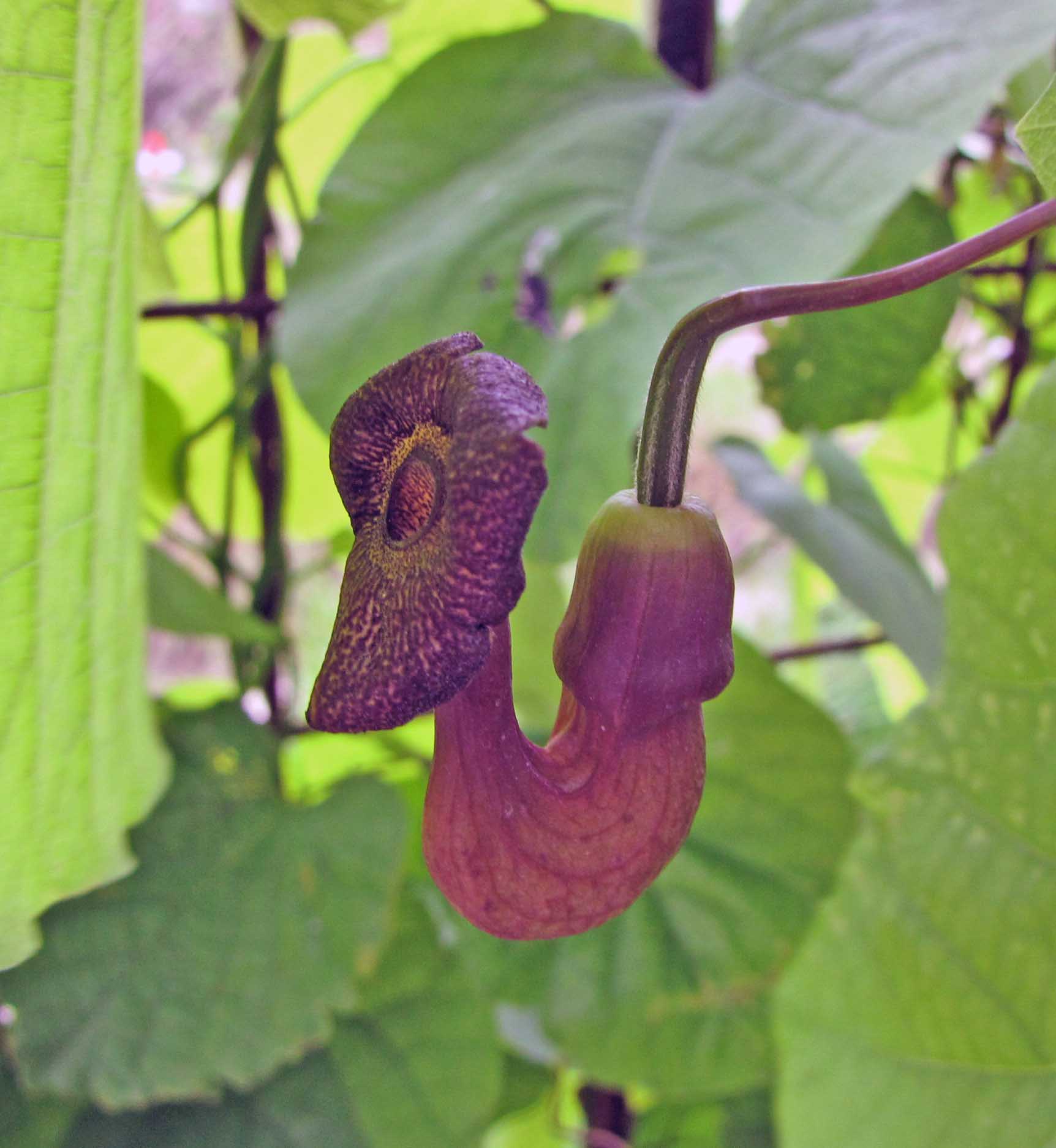 KOKORNAK WIELKOLISTNY - ARISTOLOCHIA DURIOR 200 nasion - obrazek 3