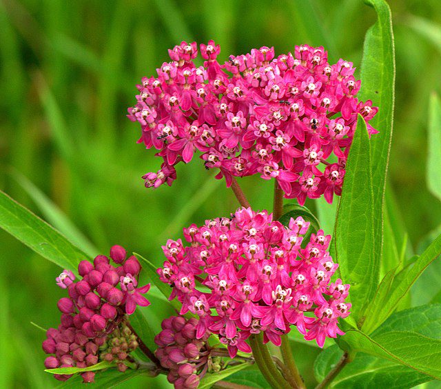 MIODODAJNY ASKLEPIAS KRWISTY- ASCLEPIAS INCARNATA