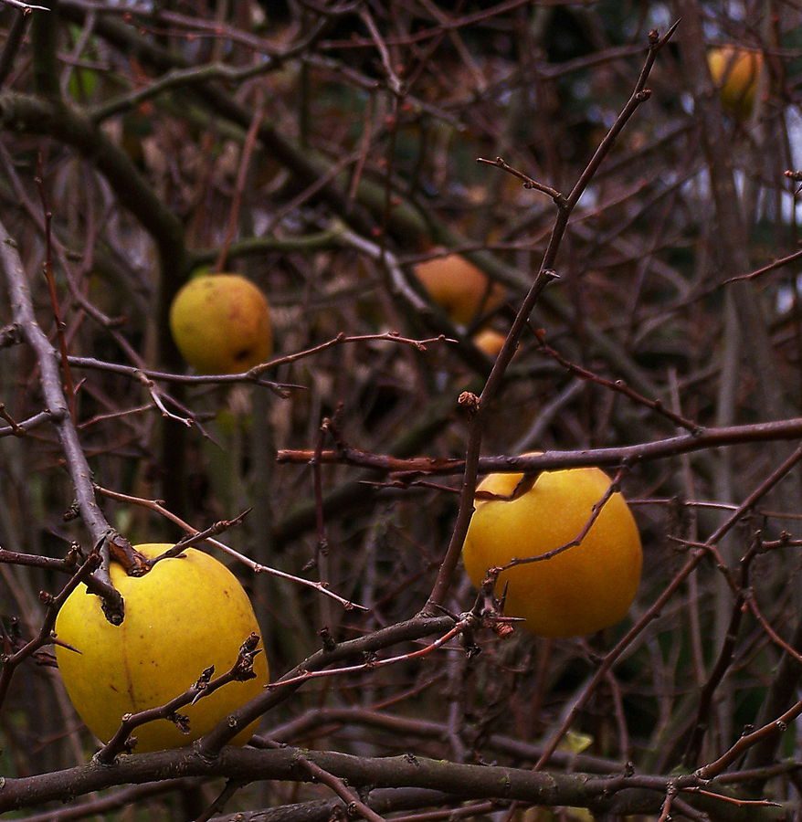PIGWOWIEC JAPOŃSKI- POLSKIE CYTRYNY - CHAENOMELES JAPONICA - obrazek 3