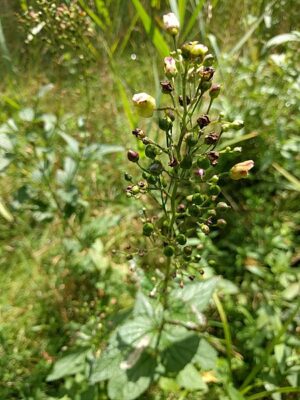 TRĘDOWNIK - SCROPHULARIA NODOSA