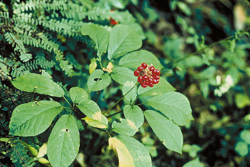 ŻEŃSZEŃ AMERYKAŃSKI - WZMACNIA ODPORNOŚĆ- PANAX QUINQUEFOLIUS - obrazek 3