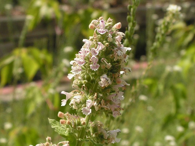 KOCIMIĘTKA CYTRYNOWA - NEPETA CATARIA LEMON - obrazek 3