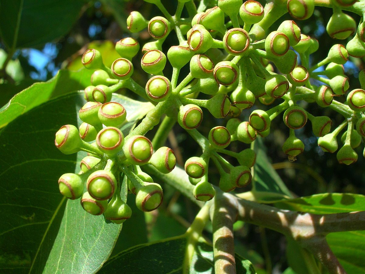 EUKALIPTUS TĘCZOWY - EUCALYPTUS DEGLUPTA - obrazek 3