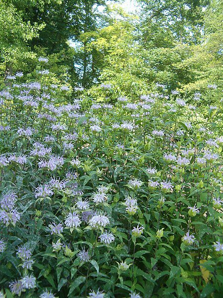 DZIKA BERGAMOTKA - MONARDA FISTULOSA - PYSZNOGŁÓWKA DĘTA - obrazek 3