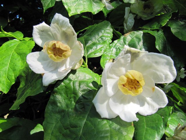 KIELICHOWIEC CHIŃSKI BIAŁY - OGRODOWA KAMELIA - SINOCALYCANTHUS