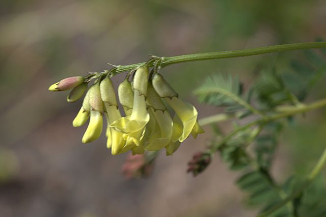 TRAGANEK BŁONIASTY - WZMOCNIJ SWÓJ ORGANIZM - ASTRAGALUS MEMBRANACEUS