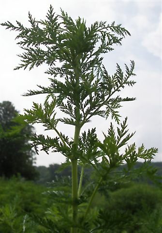 BYLICA ROCZNA - ANTYRAK,BORELIOZA - ARTEMISIA ANNUA - obrazek 3