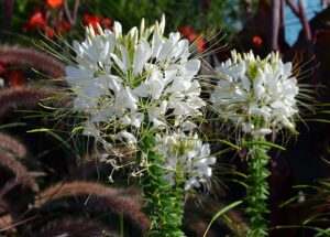 KLEOMA CIERNISTA BIAŁA - SZPILKI KLEOPATRY - CLEOME SPINOSA