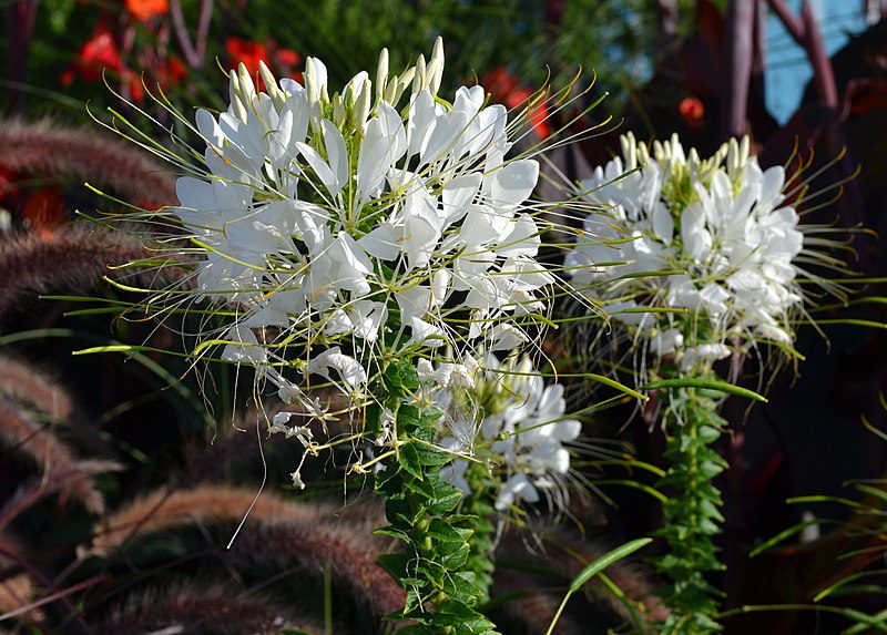 KLEOMA CIERNISTA BIAŁA - SZPILKI KLEOPATRY - CLEOME SPINOSA