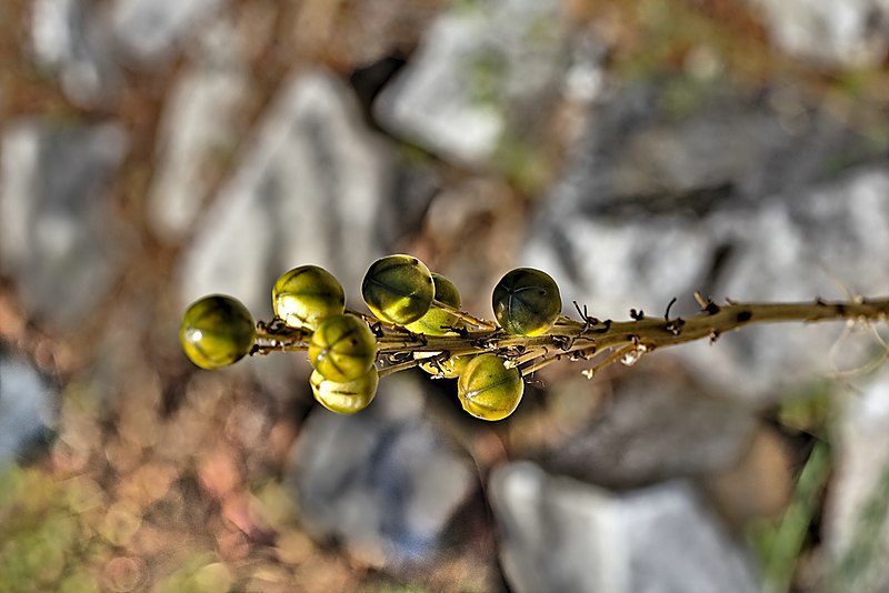 ZŁOTNICA ŻÓŁTA- ASPHODELINE LUTEA - obrazek 3