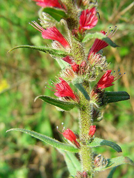 ŻMIJOWIEC CZERWONY - ECHIUM RUSSICUM - PONTECHIUM MACULATUM - RZADKOŚĆ - obrazek 3