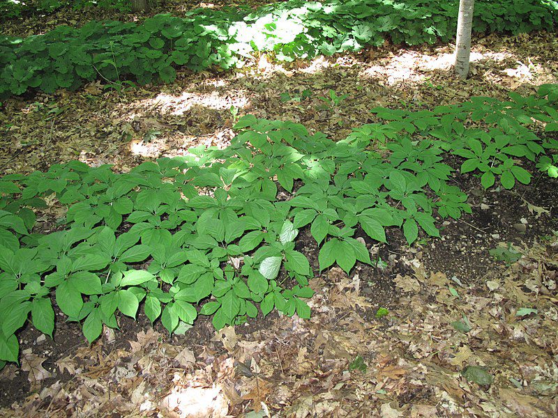 ŻEŃSZEŃ AMERYKAŃSKI - WZMACNIA ODPORNOŚĆ- PANAX QUINQUEFOLIUS - obrazek 4