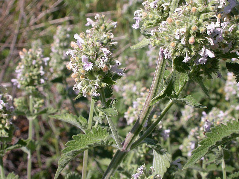 KOCIMIĘTKA CYTRYNOWA - NEPETA CATARIA LEMON - obrazek 4