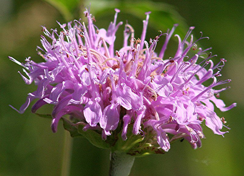 DZIKA BERGAMOTKA - MONARDA FISTULOSA - PYSZNOGŁÓWKA DĘTA - obrazek 2