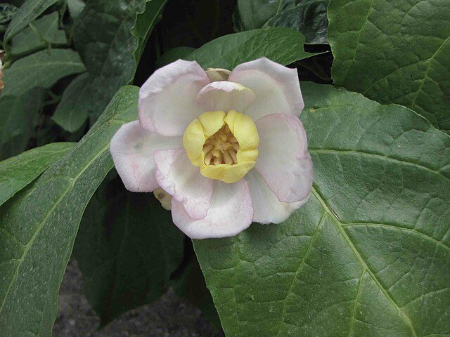 KIELICHOWIEC CHIŃSKI BIAŁY - OGRODOWA KAMELIA - SINOCALYCANTHUS - obrazek 4