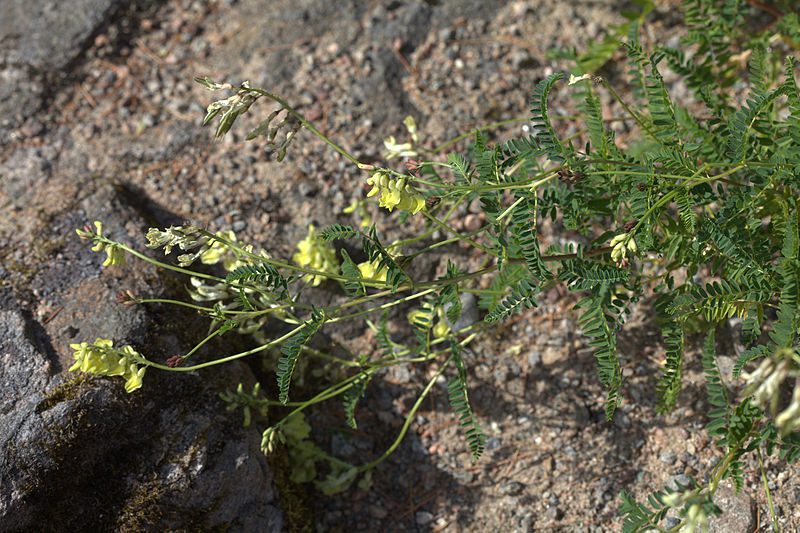 TRAGANEK BŁONIASTY - WZMOCNIJ SWÓJ ORGANIZM - ASTRAGALUS MEMBRANACEUS - obrazek 5