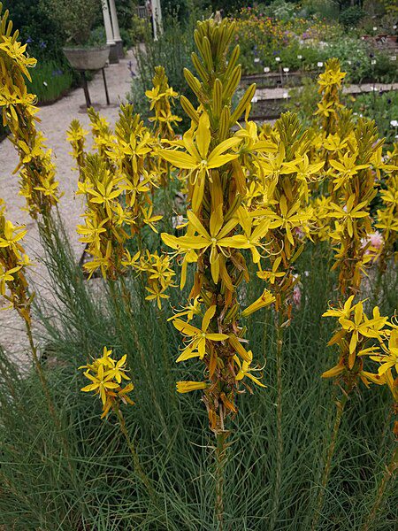 ZŁOTNICA ŻÓŁTA- ASPHODELINE LUTEA - obrazek 4