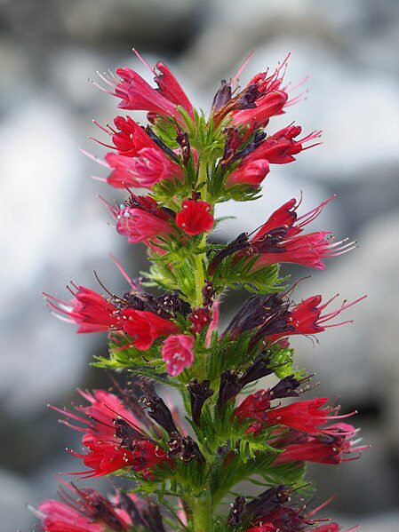 ŻMIJOWIEC CZERWONY - ECHIUM RUSSICUM - PONTECHIUM MACULATUM - RZADKOŚĆ - obrazek 2