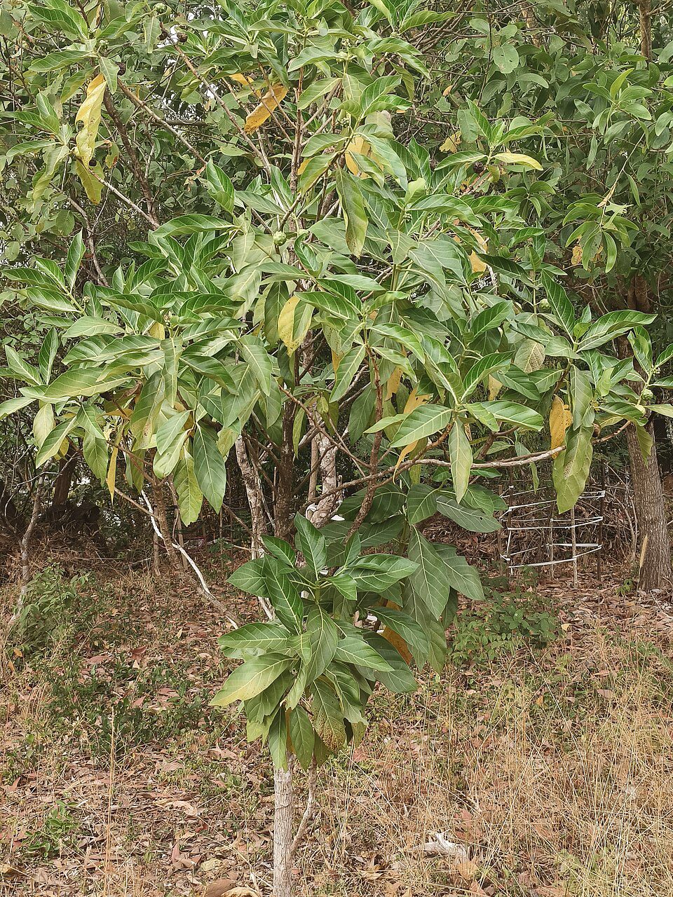 OWOCE NONI - MORWA INDYJSKA - MORINDA CITRIFOLIA - obrazek 3