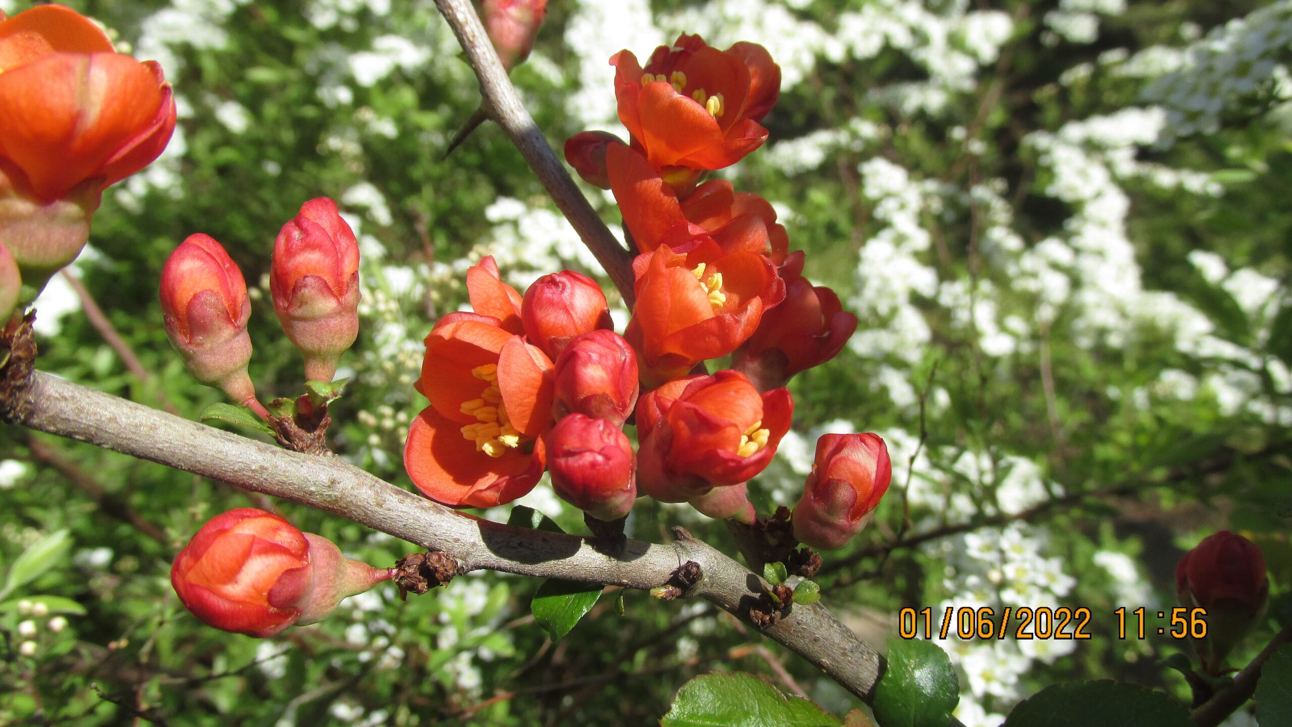 PIGWOWIEC JAPOŃSKI- POLSKIE CYTRYNY - CHAENOMELES JAPONICA - obrazek 4