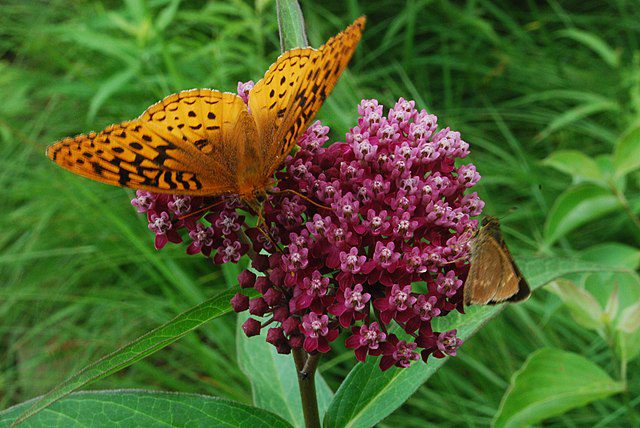 MIODODAJNY ASKLEPIAS KRWISTY- ASCLEPIAS INCARNATA - obrazek 2