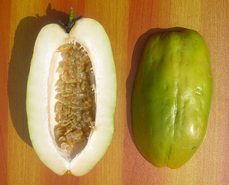 MĘCZENNICA OLBRZYMIA - PASSIFLORA QUADRANGULARIS - CO ZA OKAZ!!! - obrazek 4