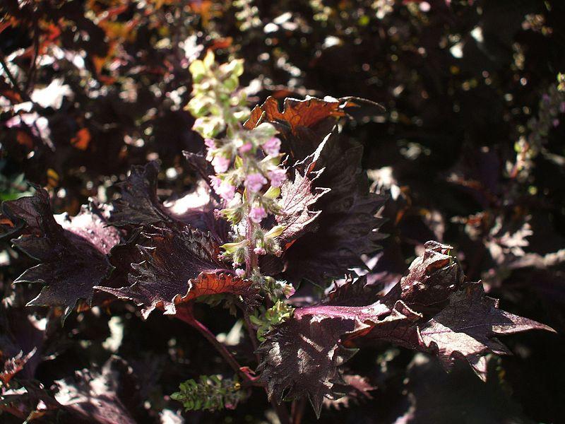 PACHNOTKA JADALNA PURPUROWA - ZWALCZA ALERGIE - PERILLA FRUTESCENS CRISPA